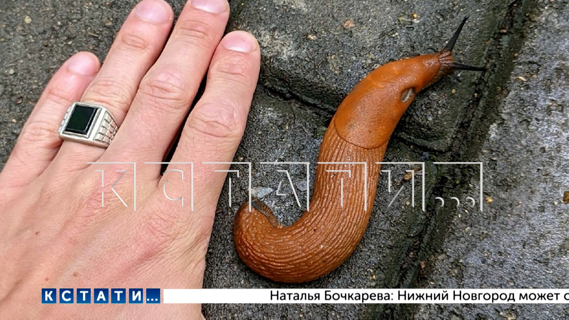 Испанские слизни, уничтожают ближайшие огороды и, по прогнозам учёных, захватят весь регион