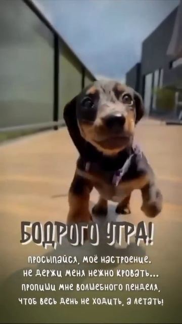Клип @meowtaverse