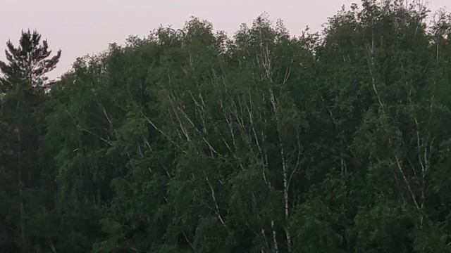 Рассветная Луна 🌙 над лесом и трели птиц, начало лета! 🐦 The Sunrise 🌻 Moon And Birds 🐦 Singing