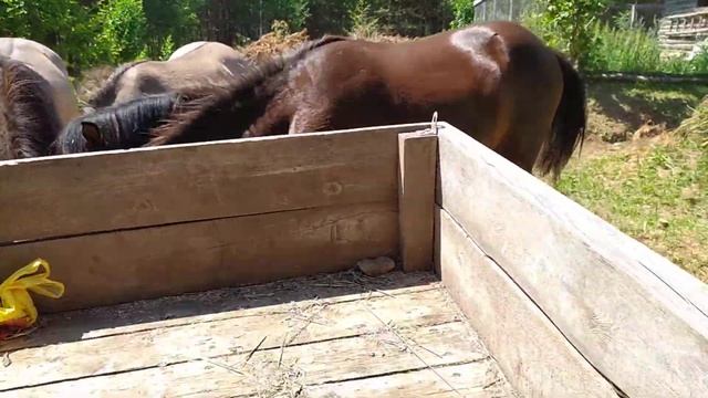 Вятские лошади и верблюды в родовом поместье 