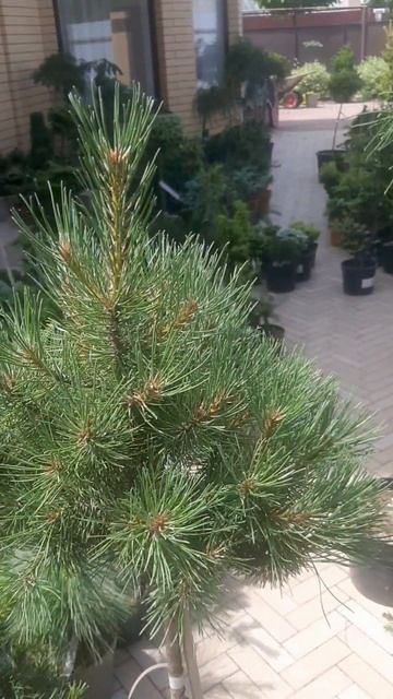 ❤🌲Сосна Офир на штамбе
✔Продажа растений в макс и телегра  канале: Https://t.me/love_is_hvoiny_dvori
