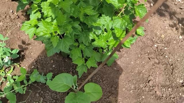 собираю клубнику🍓/мало, но вкусно/