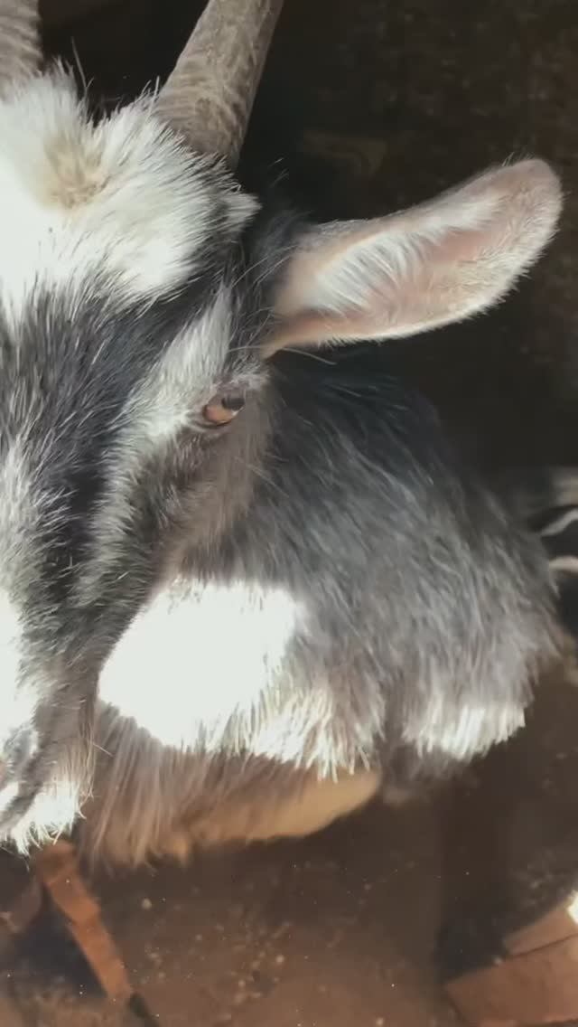 🐐😍🐐 #животные #пожмосковье #россия