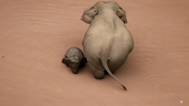🐘Маленький гигант: как растет уникальный слонёнок из Китая