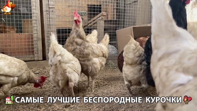 Цыплята и Курочки селяночки лучшие беспородные несушки 🥚 (483)
