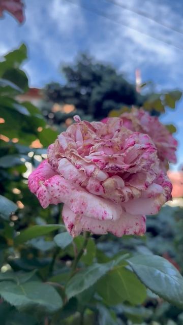 🌹 Розы заболели 🌹