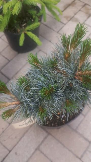 ❤🌲Сосна Японская Хатцумари 
✔Продажа растений в макс и телеграм канале: Https://t.me/love_is_hvoiny_