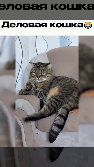 Деловая Кошка 😂
