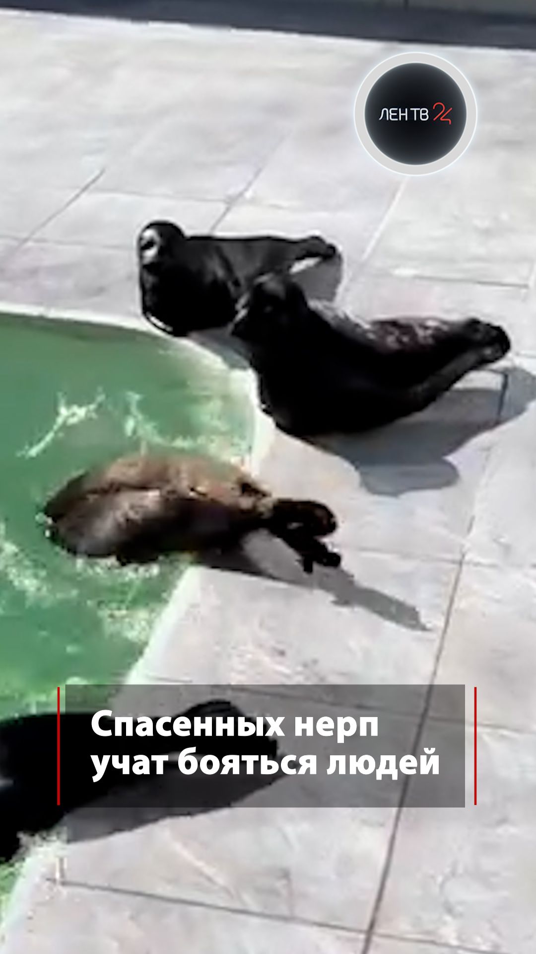 «Бу! Испугался?». Спасенных в Петербурге и Ленобласти нерп учат бояться людей