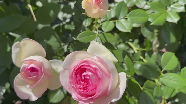 Пьер де Ронсар🌸 в цветнике 🌸 4 июня 26г🌿