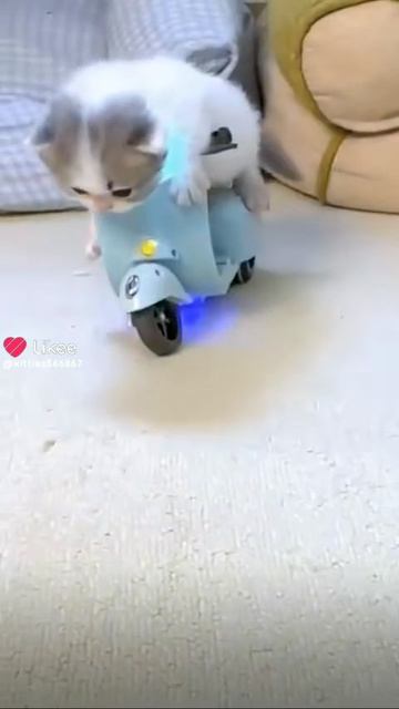 милые котики 4 июня