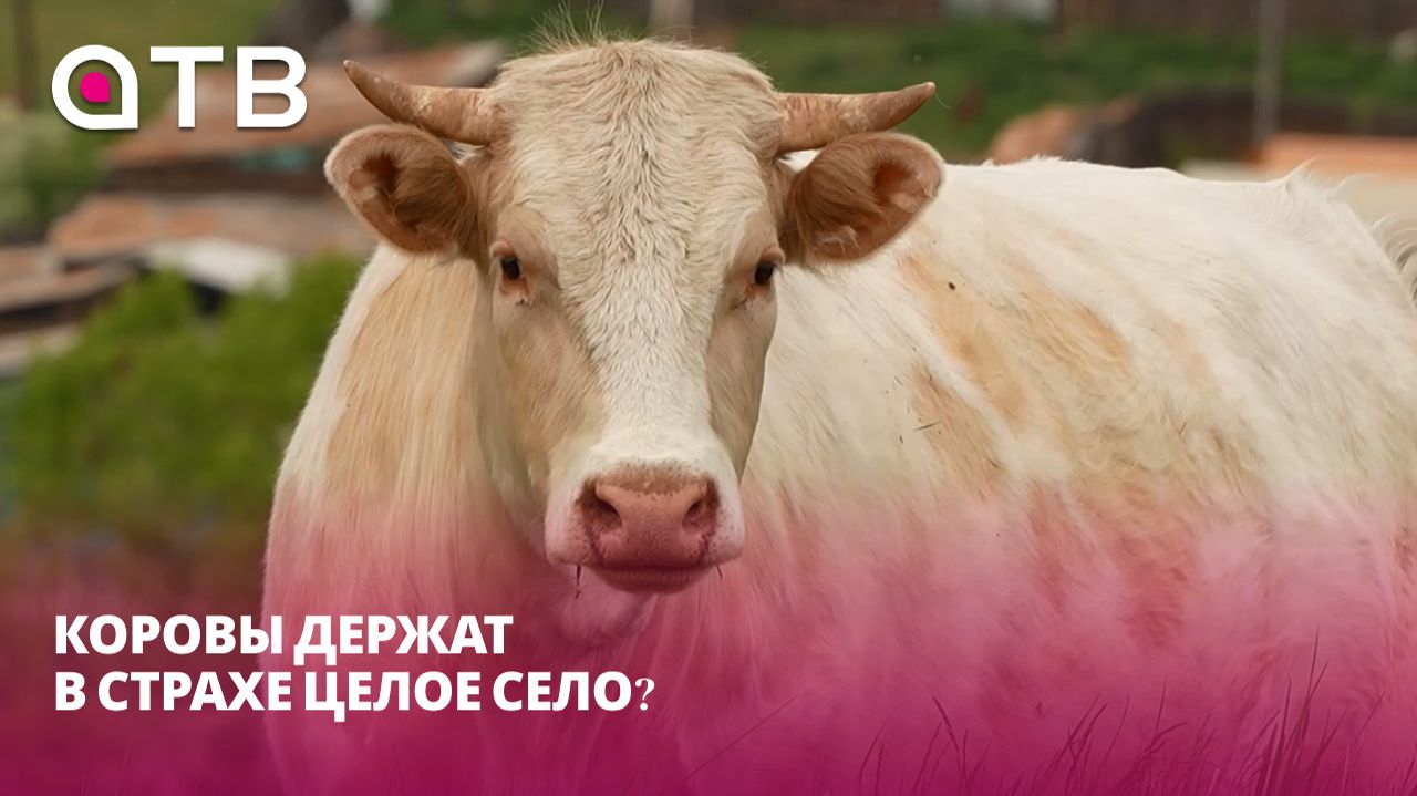 Коровы держат в страхе целое село? Репортаж из Тарбагатайского района о поисках рогатых «тиранов»