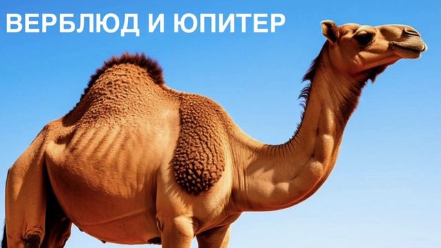 АВИАН. Басня «ВЕРБЛЮД И ЮРИТЕР».