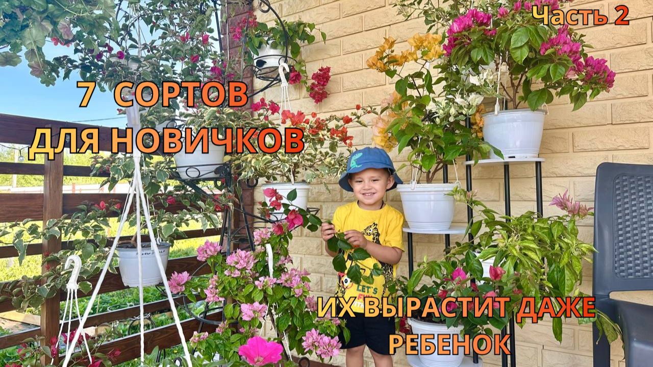 НЕПРИХОТЛИВЫЕ БУГЕНВИЛЛЕИ для дома | Обзор 6 вариегатных сортов + мой первый любимец