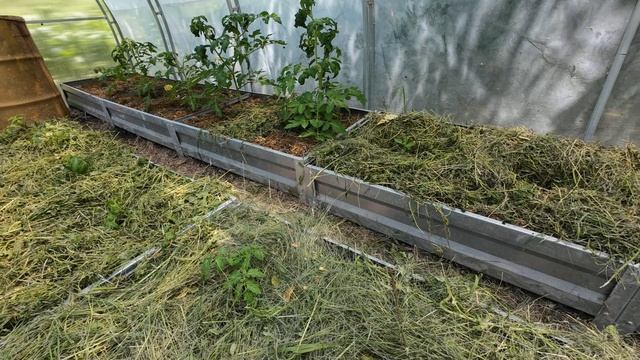 3 июня 2026г.Приехали косить участок мамы Сжигаю гору упавших веток.