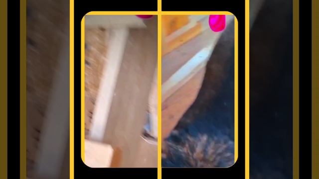 1000061030.mp4 (Собака наблюдает за укладкой пола из фанеры на 2-ом этаже в доме А-фрейм)