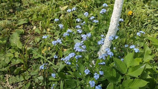 Конец мая на нашем участке.