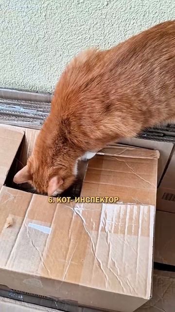Породы котов #котики