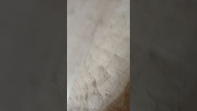 у нас выставка короче с призом