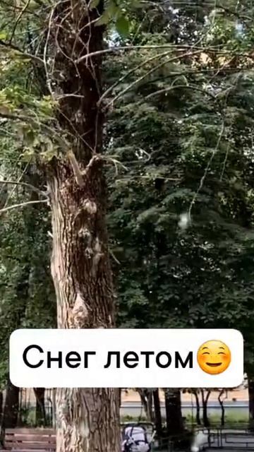Снег летом