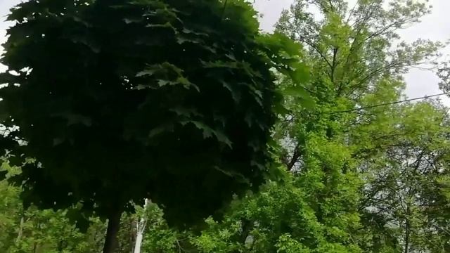 Эти кроны - шапочки