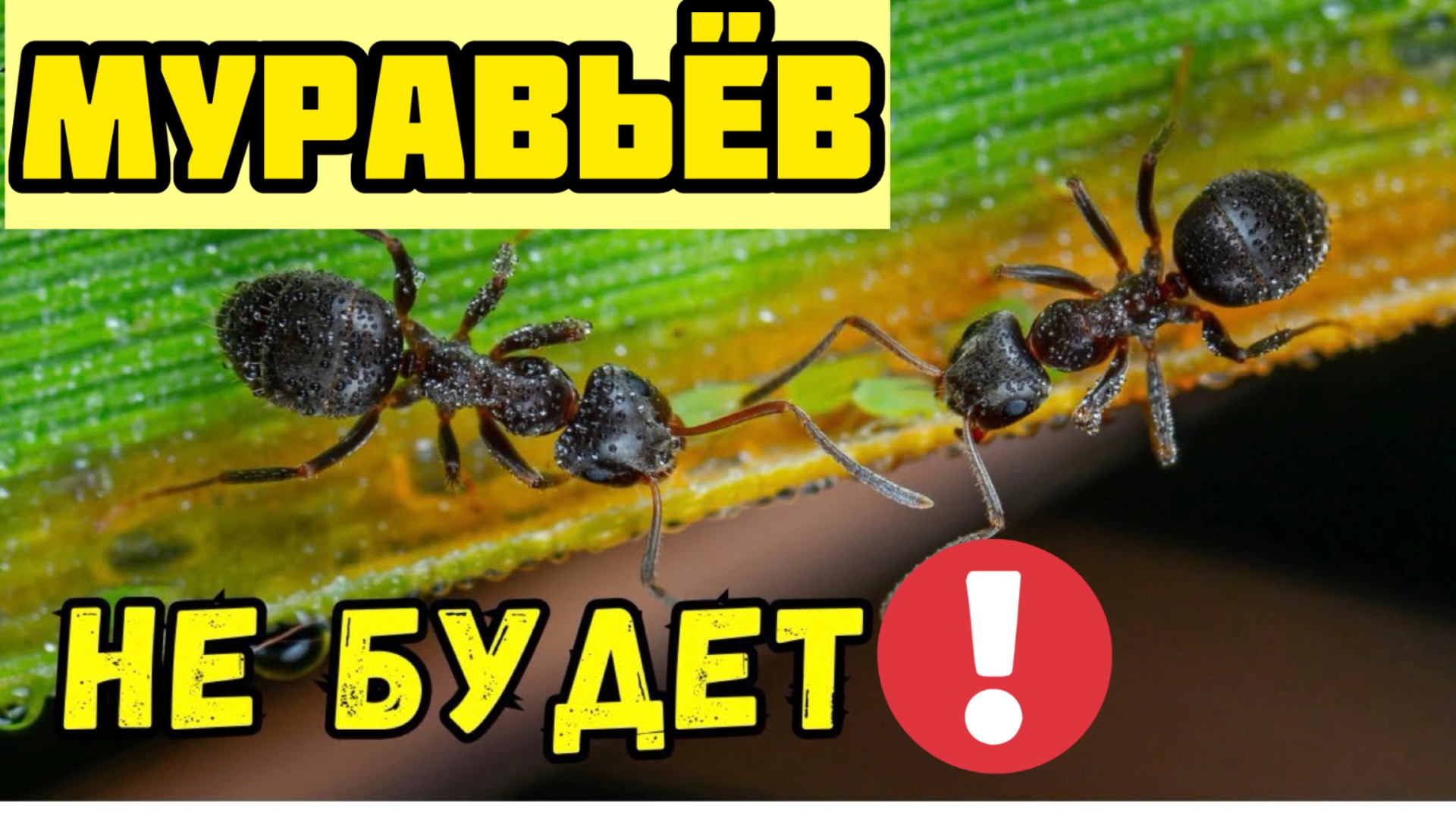 100 ПРОЦЕНТОВ РАБОЧИЙ СПОСОБ! Как избавиться от муравьев!