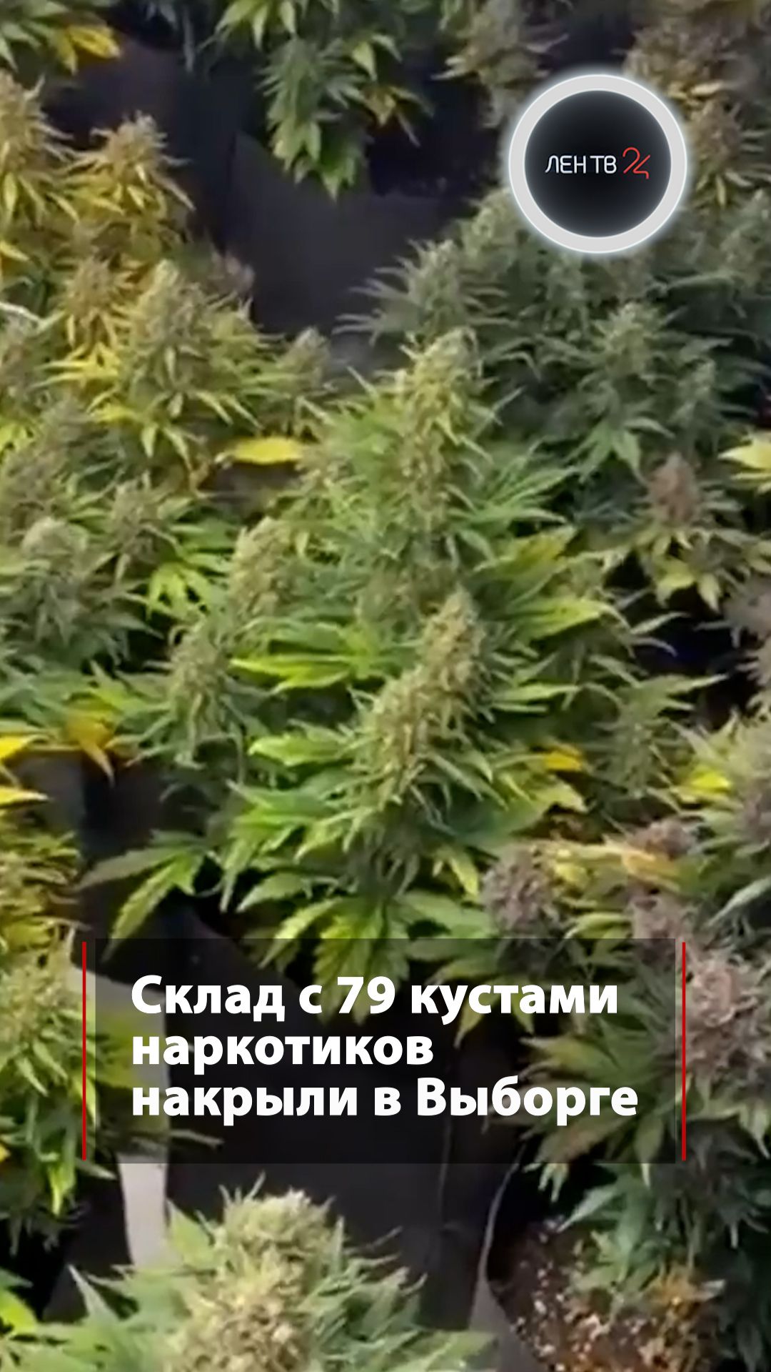 Склад с 79 кустами наркотиков накрыли в Выборге