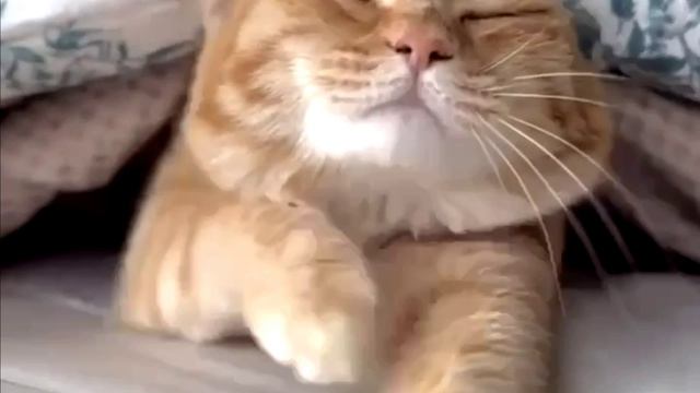 Заставка для видео Рыжий кот № 589