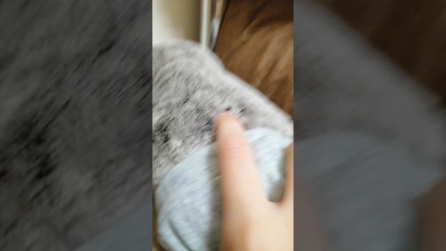 что делают басики за кадром 👍😂