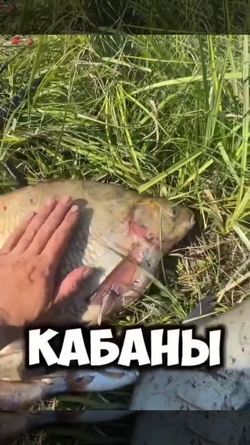 Приехал за Карасем, а клюнули Лещи! Да еще какие! Просто МОНСТРЫ!