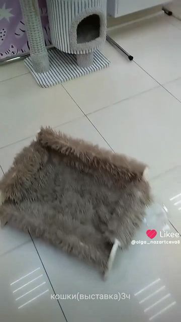 Экзотические кошки