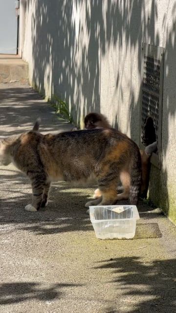 Раздача милых котят в Краснодаре 🐈