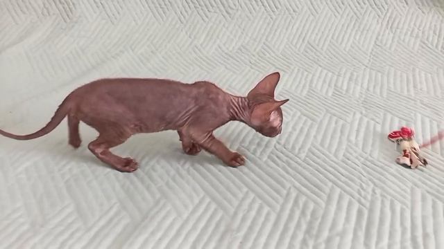 Котёнок, кошка, Корниш рекс,Долли Велюр Кольского Севера Дата рождения 31.03.26