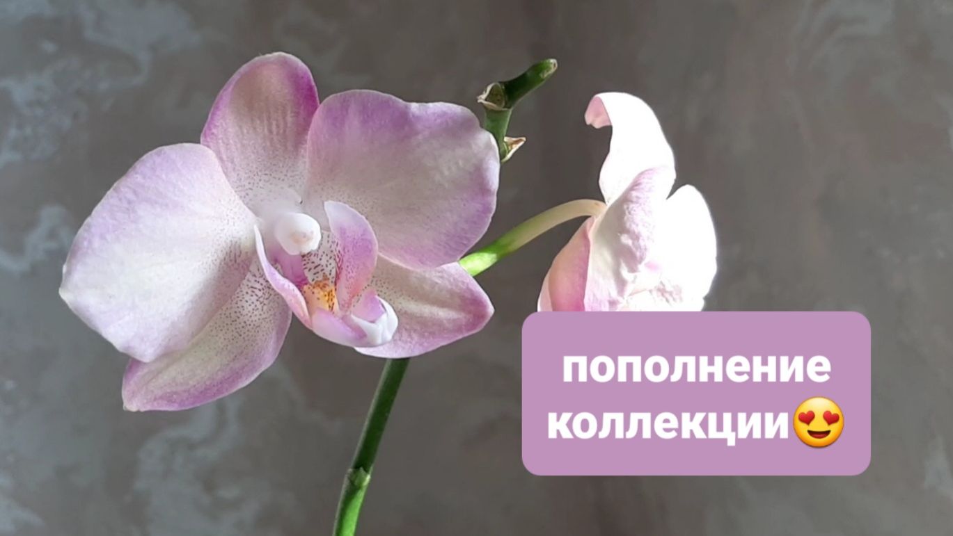Новинка в коллекцию💖 Долгожданный цветочек
