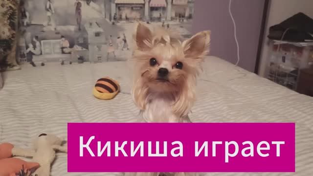 Кикиша играет