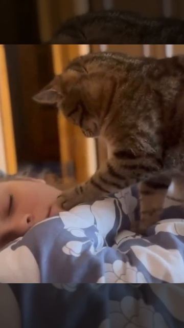 Кошки есть кошки