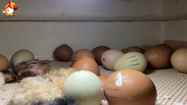 Мы снимали инкубатор 7 часов ночью… и дождались чуда (21)