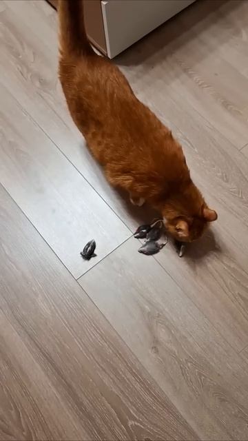 Секреты свиданий от котов #кот