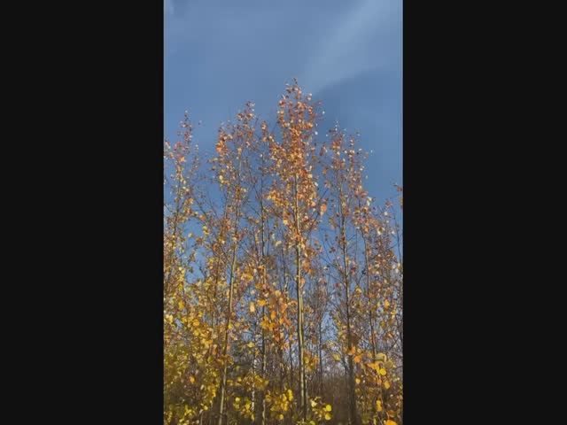 Шелест золота Rustle Of Gold