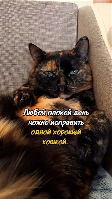 Кошачьи мудрости | 6