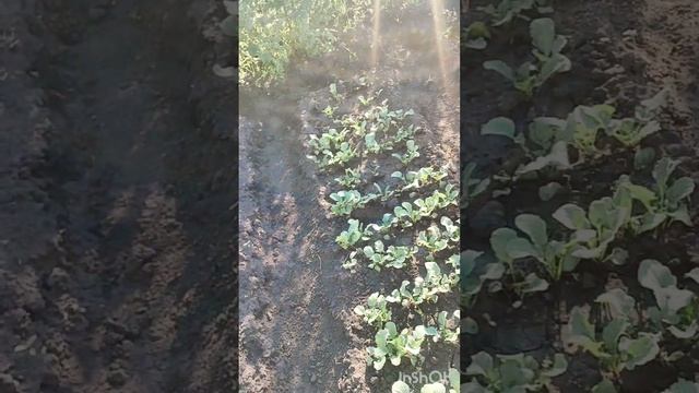 Наши огородные дела. Посадили колоновидную яблоню Баргузин.