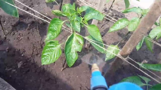 Подкормка!  Обработка от тли и др. вр.
Подвязывайю перцы!🌶️