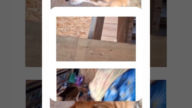 1000061027.mp4 (Собака наблюдает за укладкой пола из фанеры на 2-ом этаже в доме А-фрейм)