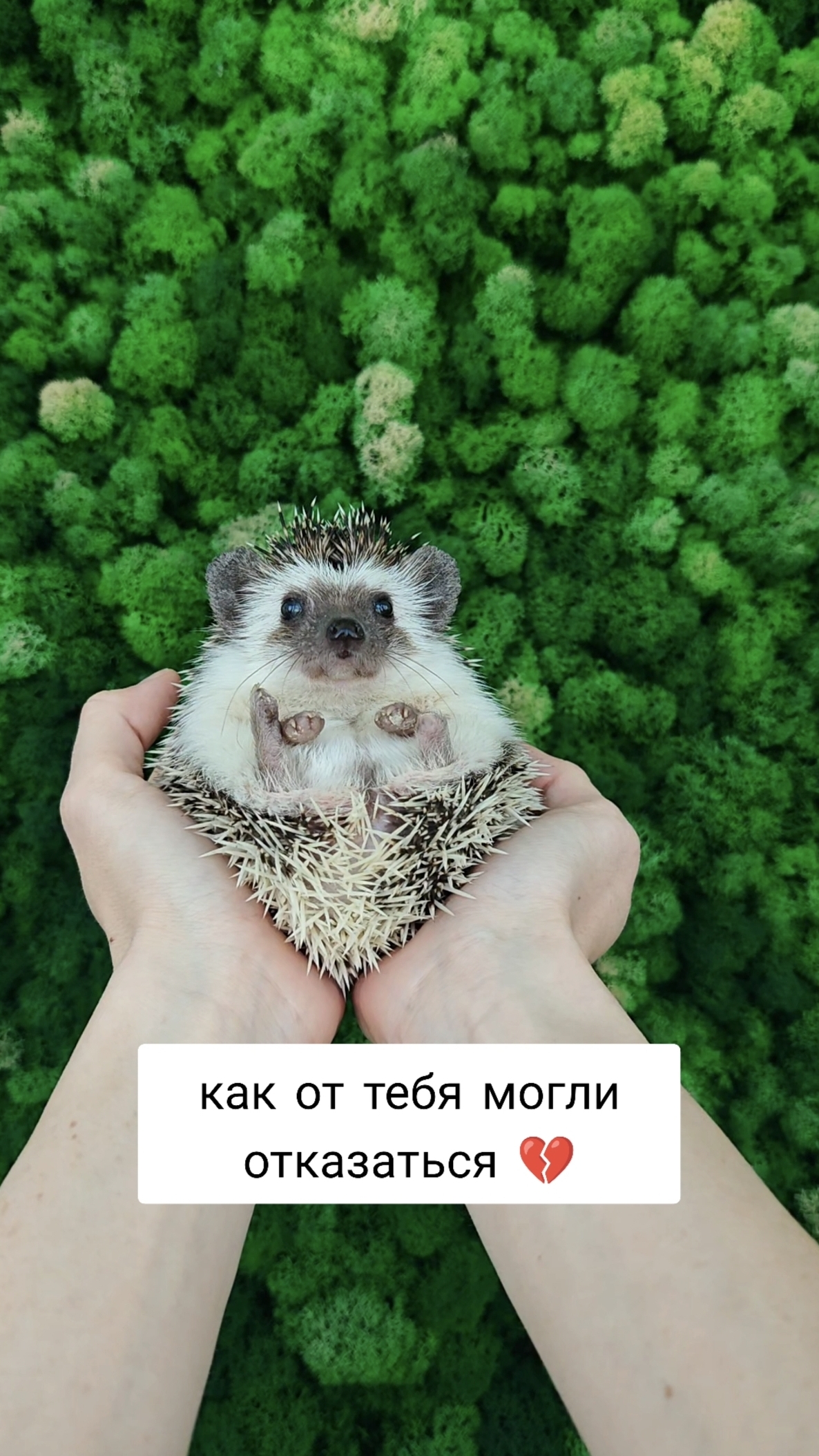 Колючее счастье