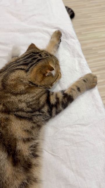 Милая шотландская вислоухая кошечка играет 😺🐱
