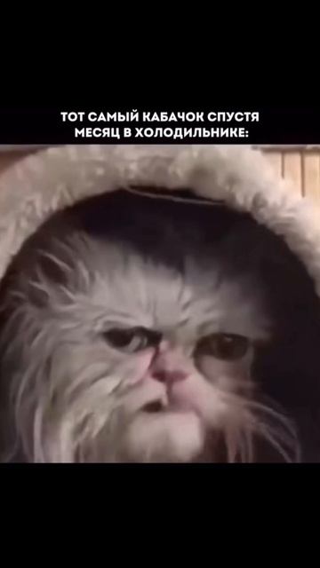 Худеющие, вы там как?🤣