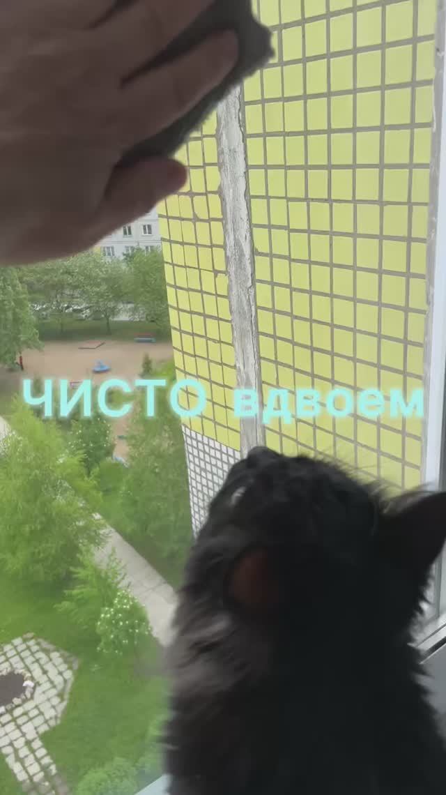 Сегодня мы моем окна вместе
