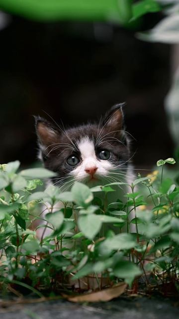 СМЕШНЫЕ КОТЫ 😺 2026 ЛУЧШИЕ ПРИКОЛЫ С КОТАМИ ,КОШКАМИ ,ЖИВОТНЫЕ,СМЕШНЫЕ ВИДЕО