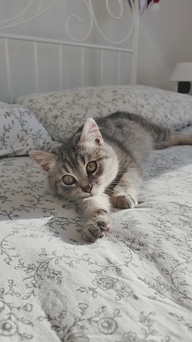 Кошачий рай на мягкой постели