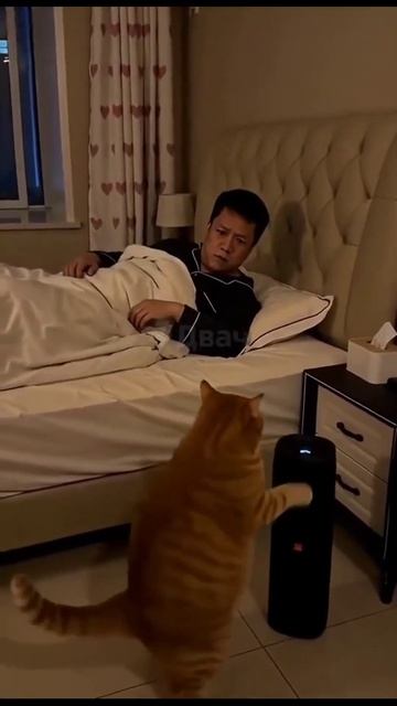 Ночное безумие кошатников! 😹
